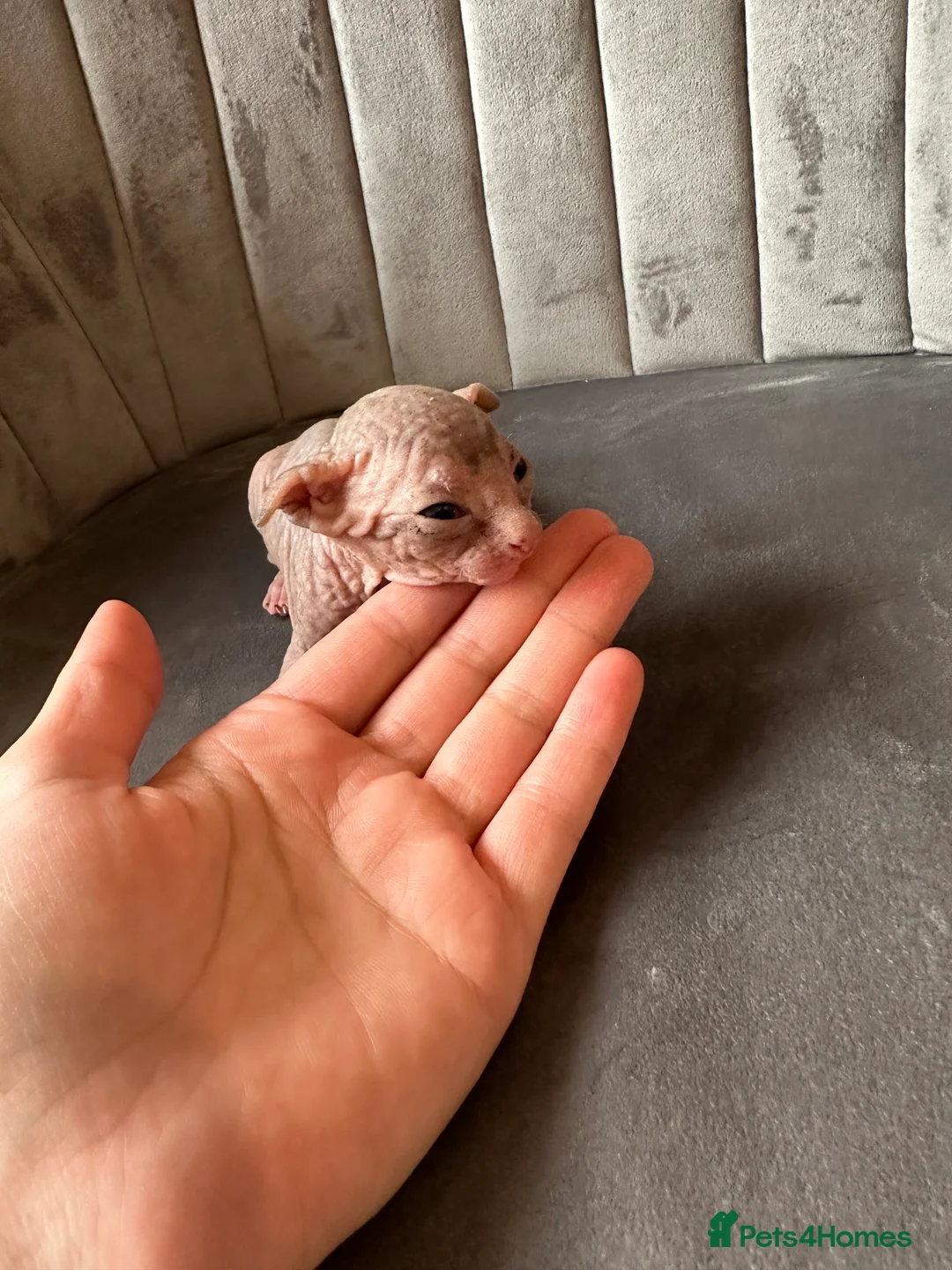 Sphynx cats for sale: beautiful Sphynx babies - Advert 7