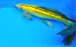 Goldfish fish for sale: GOLDFISH KOI CARP GHOST CARP BUTTERFLY KOI FISH - Image 14