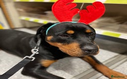 Rottweiler dogs for sale: Cuddly, Super Friendly Rottie for Sale - Image 14