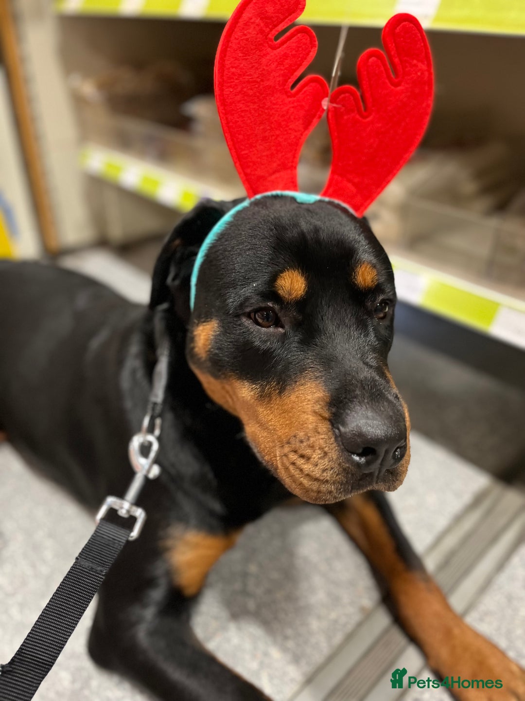 Rottweiler dogs for sale: Cuddly, Super Friendly Rottie for Sale - Image 14