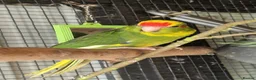 Parrots birds for sale: 5x kakarikis chicks ready now - Advert 5
