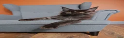 Maine Coon cats for sale: Maine coon 🧡🖤🩶 ready to leave - Advert 7