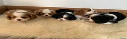Cavalier King Charles Spaniel dogs for sale: 5* Licensed RKC H/T Gorgeous Cavalier KC - Advert 5