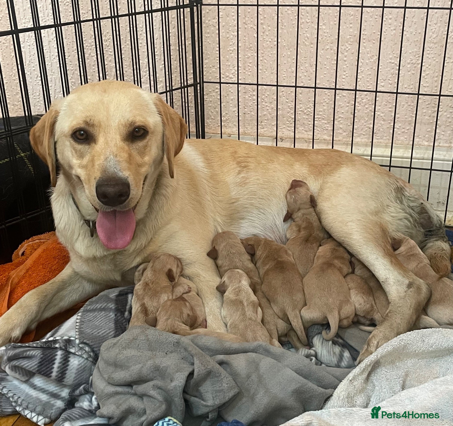 Labrador Retriever dogs Gorgeous Labrador Puppies - Advert 1
