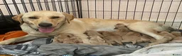 Labrador Retriever dogs for sale: Gorgeous Labrador Puppies - Advert 1