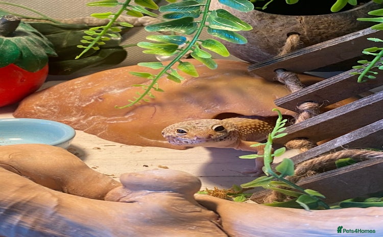Leopard Gecko reptiles - Advert 3