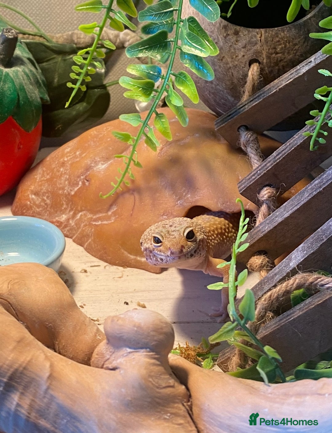 Leopard Gecko reptiles for sale: Leopard gecko with enclosure, everything she needs - Image 1