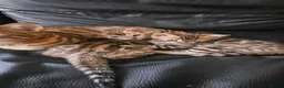 Bengal cats for sale: Bengal - Advert 6