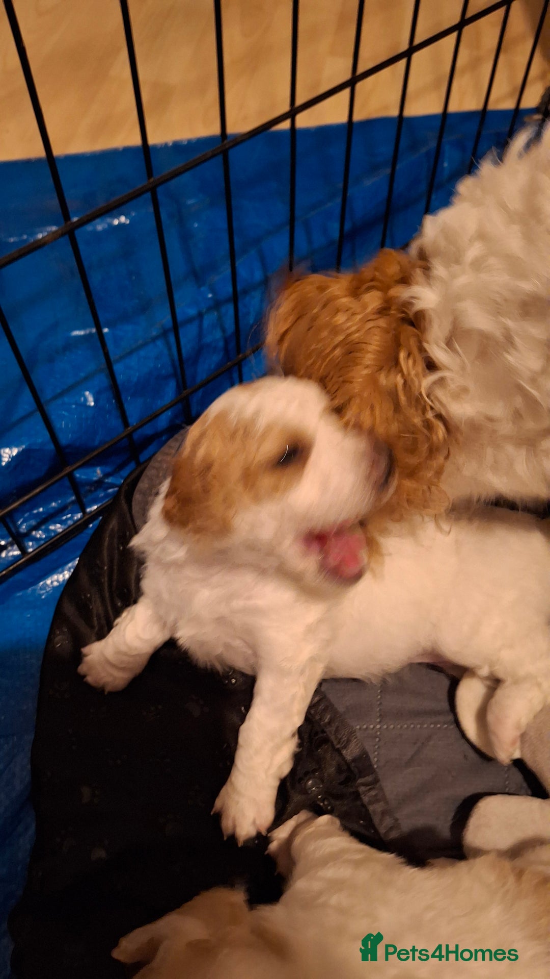 Cockapoo dogs for sale: Mr cassidy - Image 18