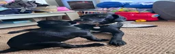 Springador dogs for sale: Happy chappy Springador looking for forever home  in Newquay - Advert 1
