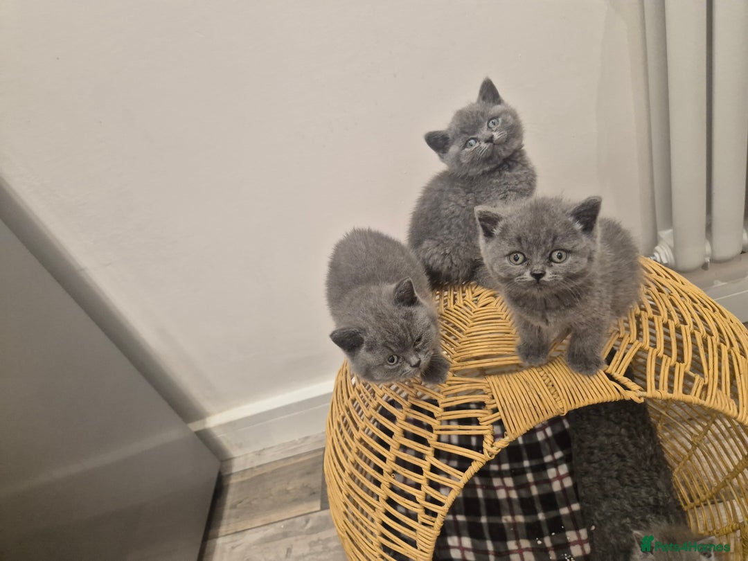 British Shorthair cats for sale: 1 Female British short-hair kitten LEFT  - Image 16