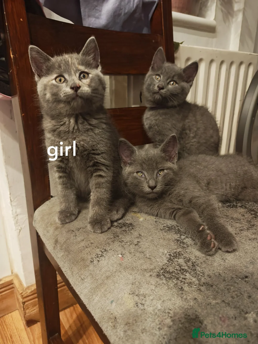 British Shorthair cats for sale: Beautiful girl for sell  - Advert 2