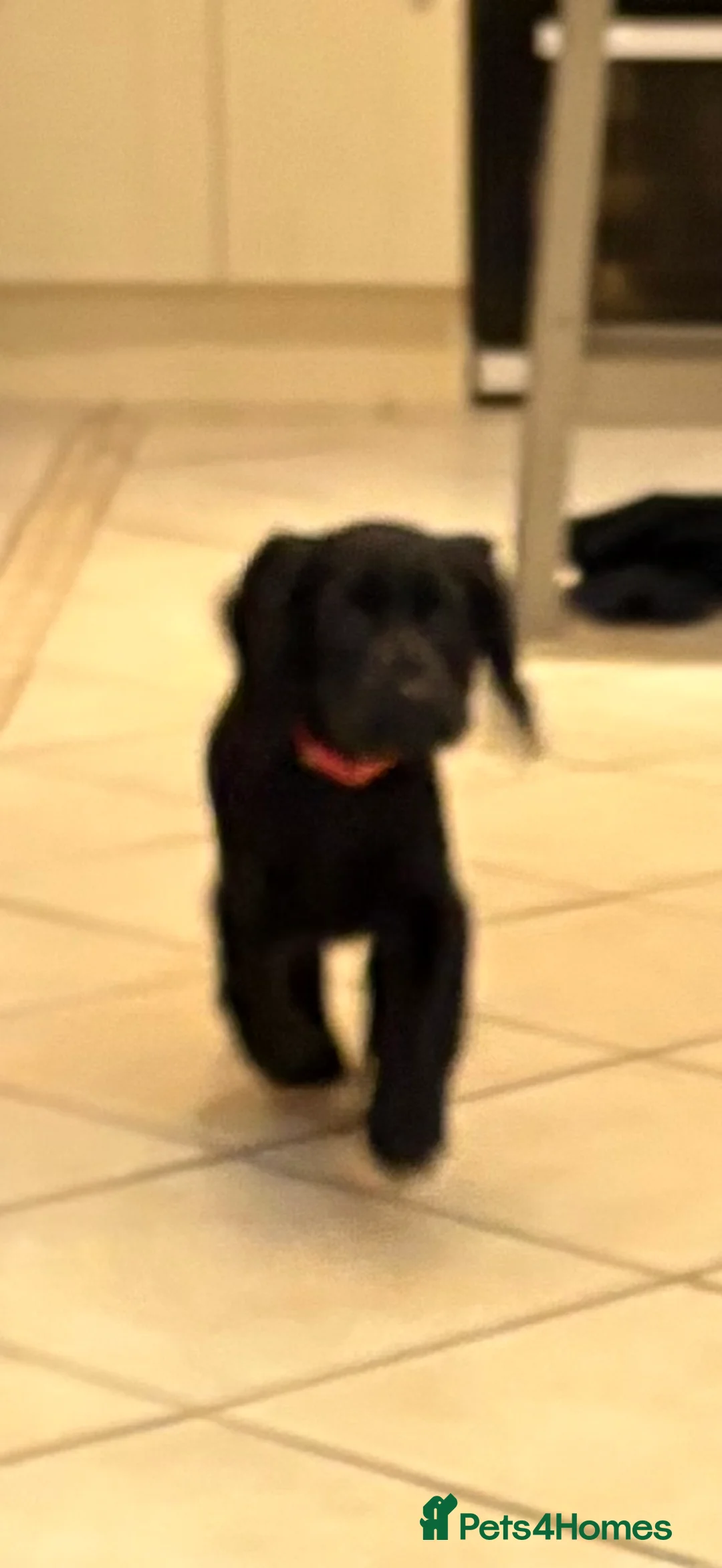 Cocker Spaniel dogs for sale: One Male Black & White Male One Black Female Pup - Advert 13