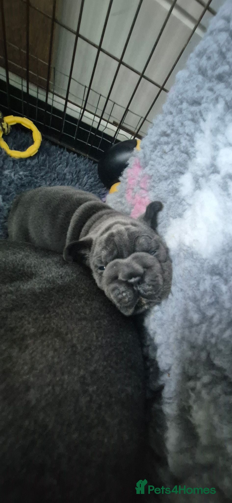French Bulldog dogs French bulldog puppies - Advert 2
