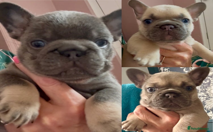 French Bulldog dogs - Advert 4