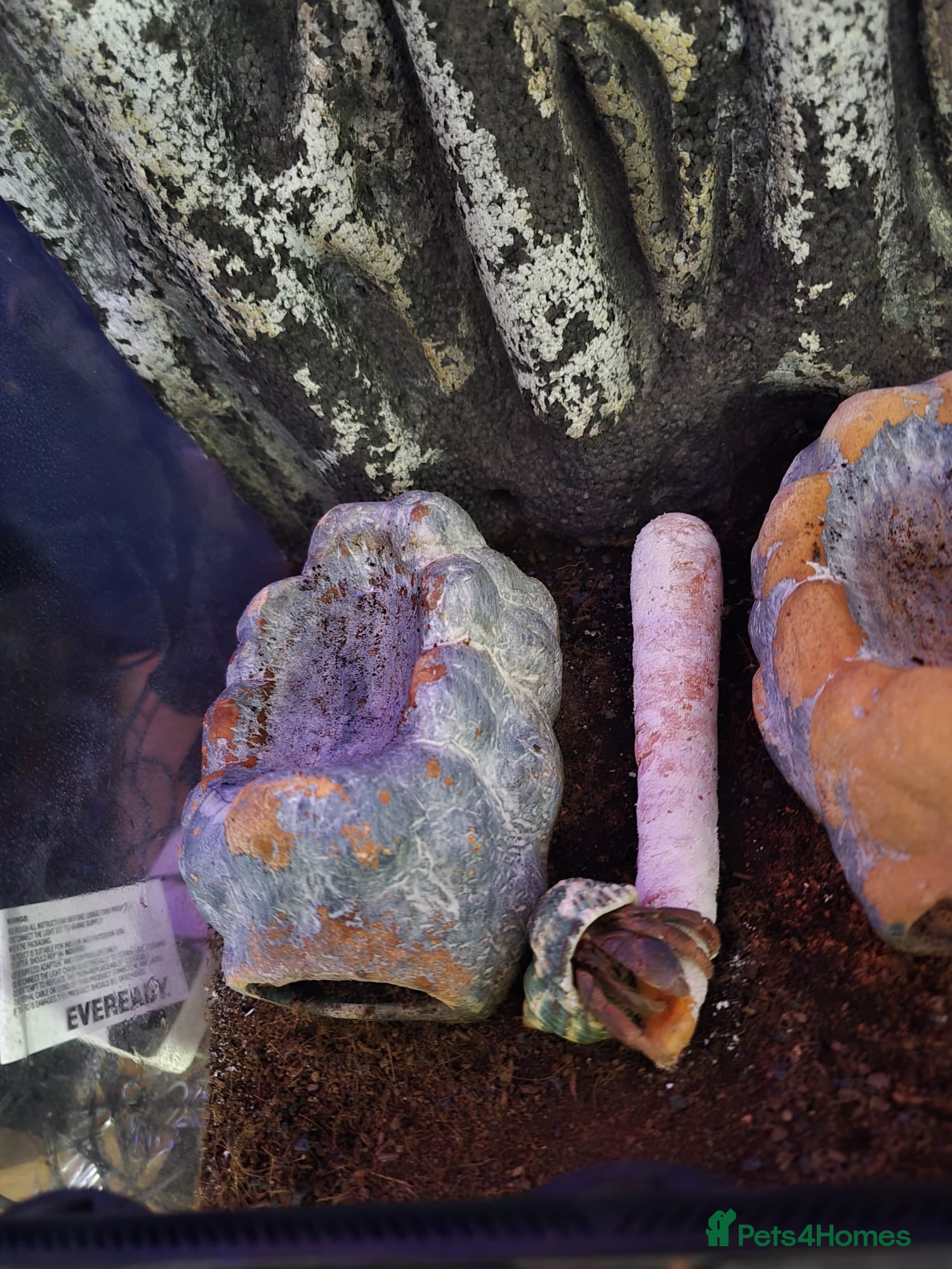 Crabs invertebrates Hammy the purple claw hermit crab - Advert 9