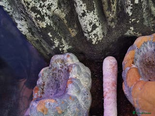 Crabs invertebrates Hammy the purple claw hermit crab - Advert 2