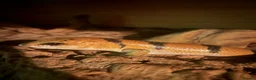 Skink reptiles for sale: Peter’s Banded Skinks + Set Ups in Wakefield - Advert 5