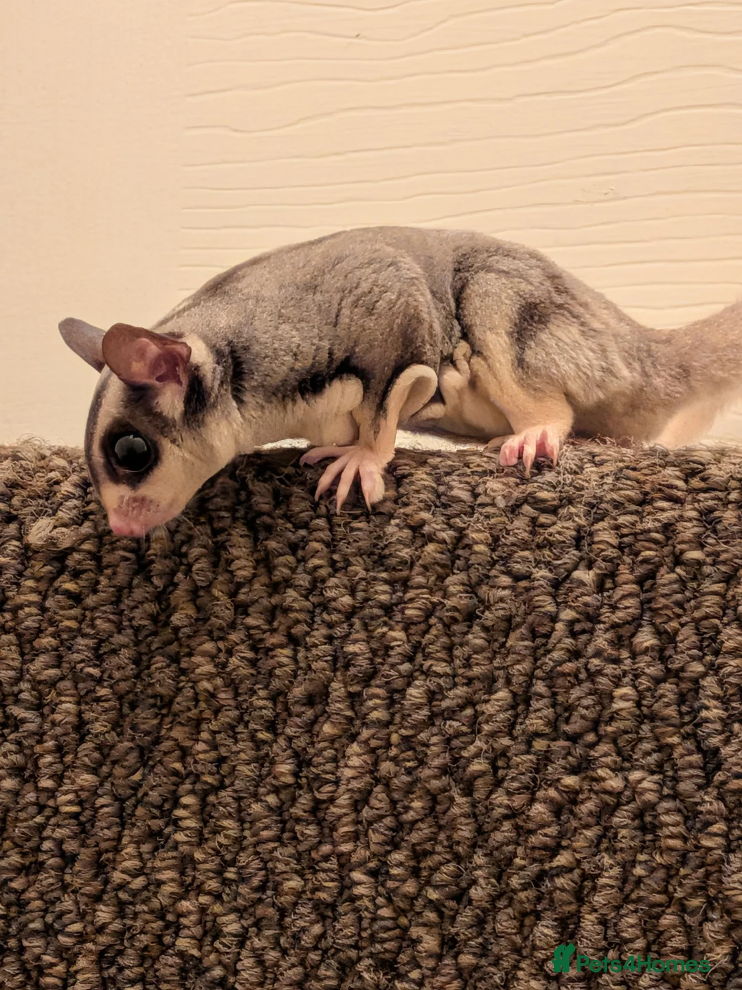 Sugar Glider rodents for sale: Flying squirrel in Liverpool - Advert 3