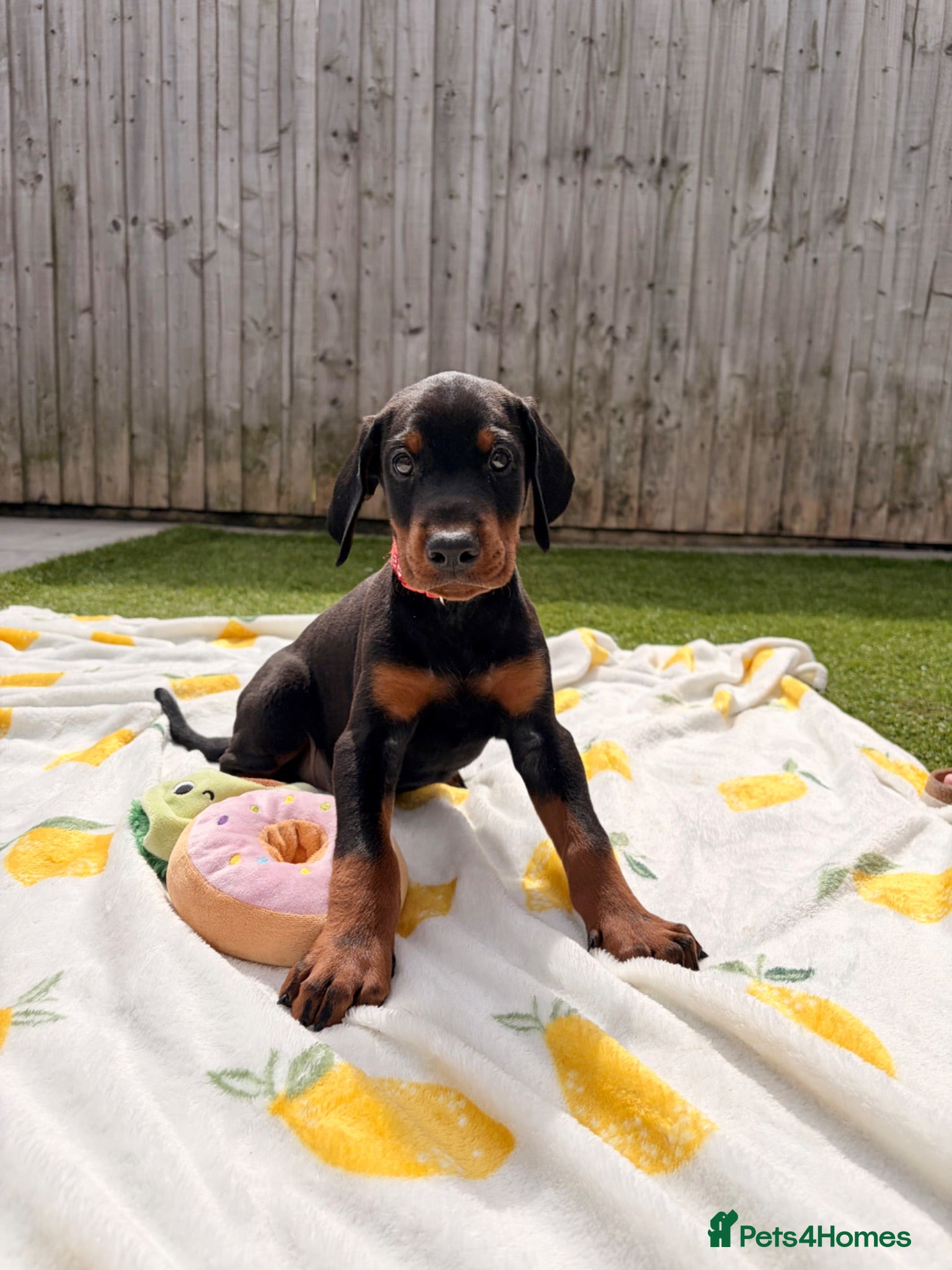Dobermann dogs 🏡Viewings Available Now | KC Registered Dobermans - Advert 2