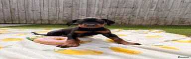 Dobermann Puppy 2