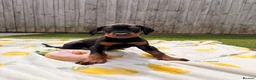 Dobermann dogs for sale: 🏡Viewings Available Now | KC Registered Dobermans - Advert 2