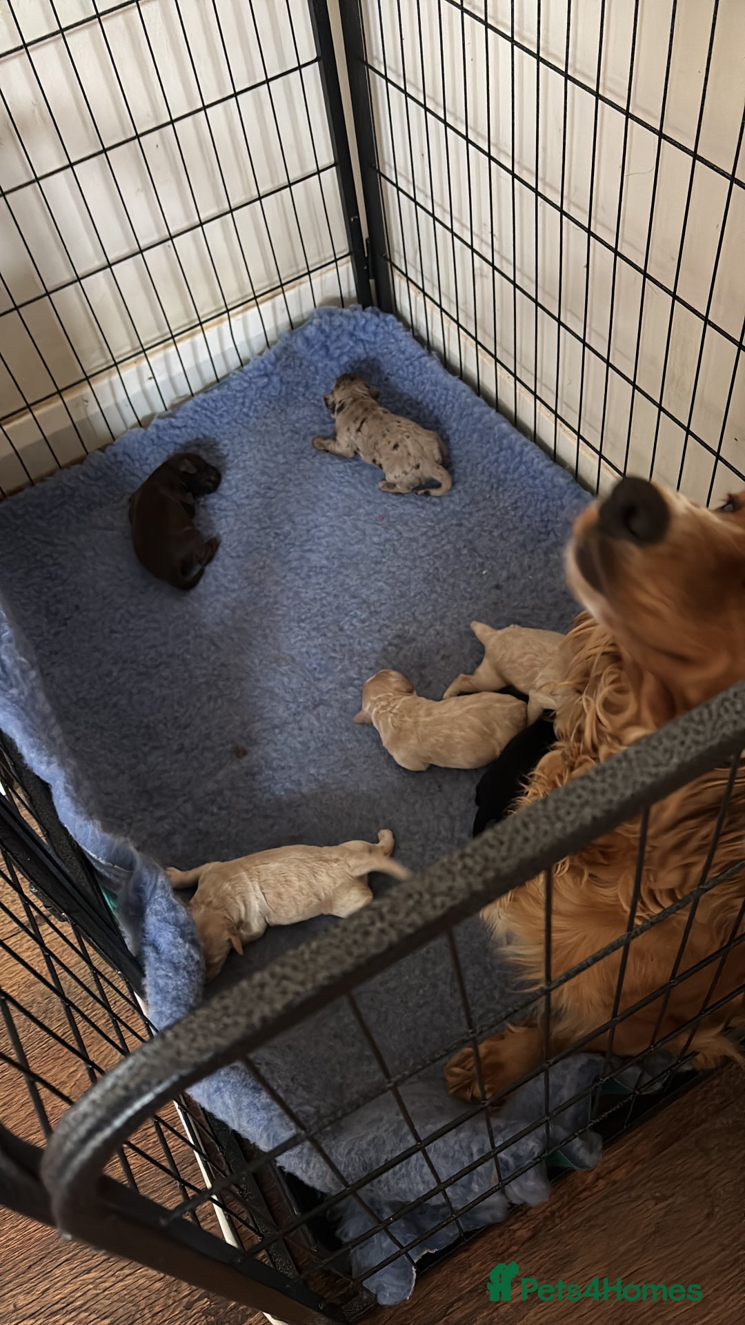 Cockapoo dogs for sale: 1male 1 female cockapoo  - Advert 2