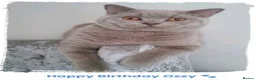 British Shorthair cats for sale: 💜 Precious Litter Of BSH Kittens 💜 - Advert 15