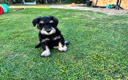 Miniature Schnauzer dogs for sale: Pure bred Miniature Schnauzers Puppies - Image 9