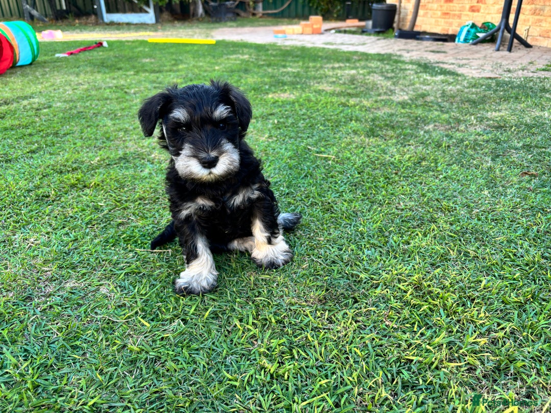 Miniature Schnauzer dogs for sale: Pure bred Miniature Schnauzers Puppies - Image 9