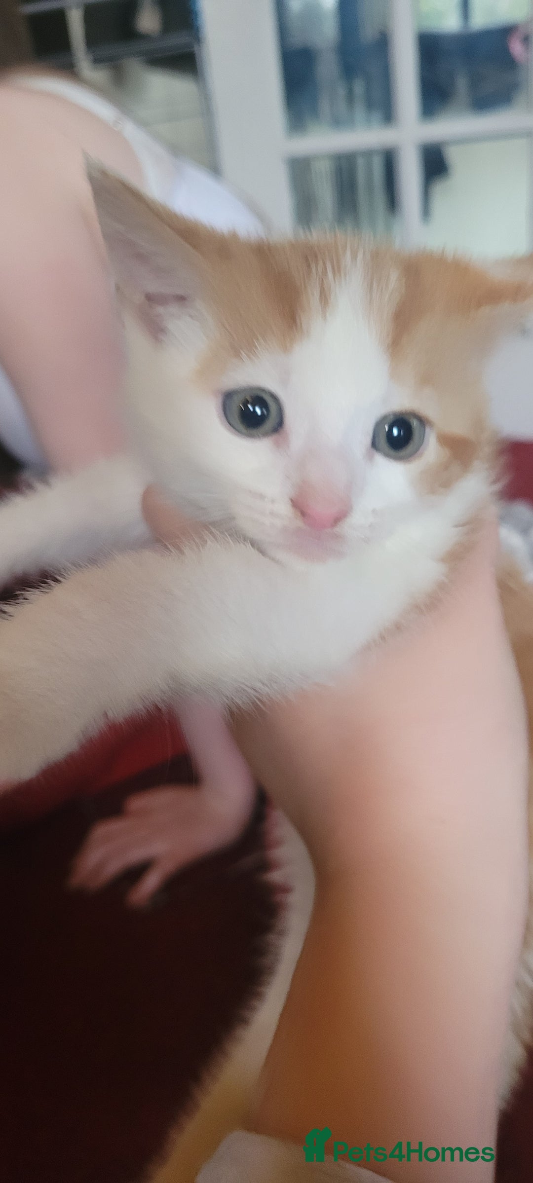 Mixed Breed cats for sale: Adorable Kittens - Image 6