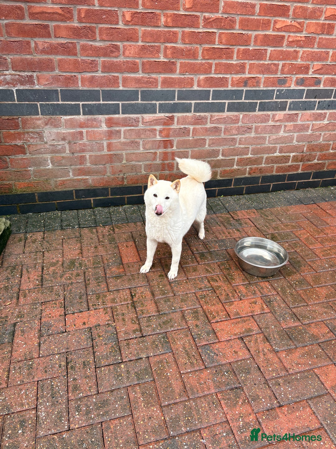 Japanese Shiba Inu dogs for sale: Japanese Shiba Inu - Advert 6