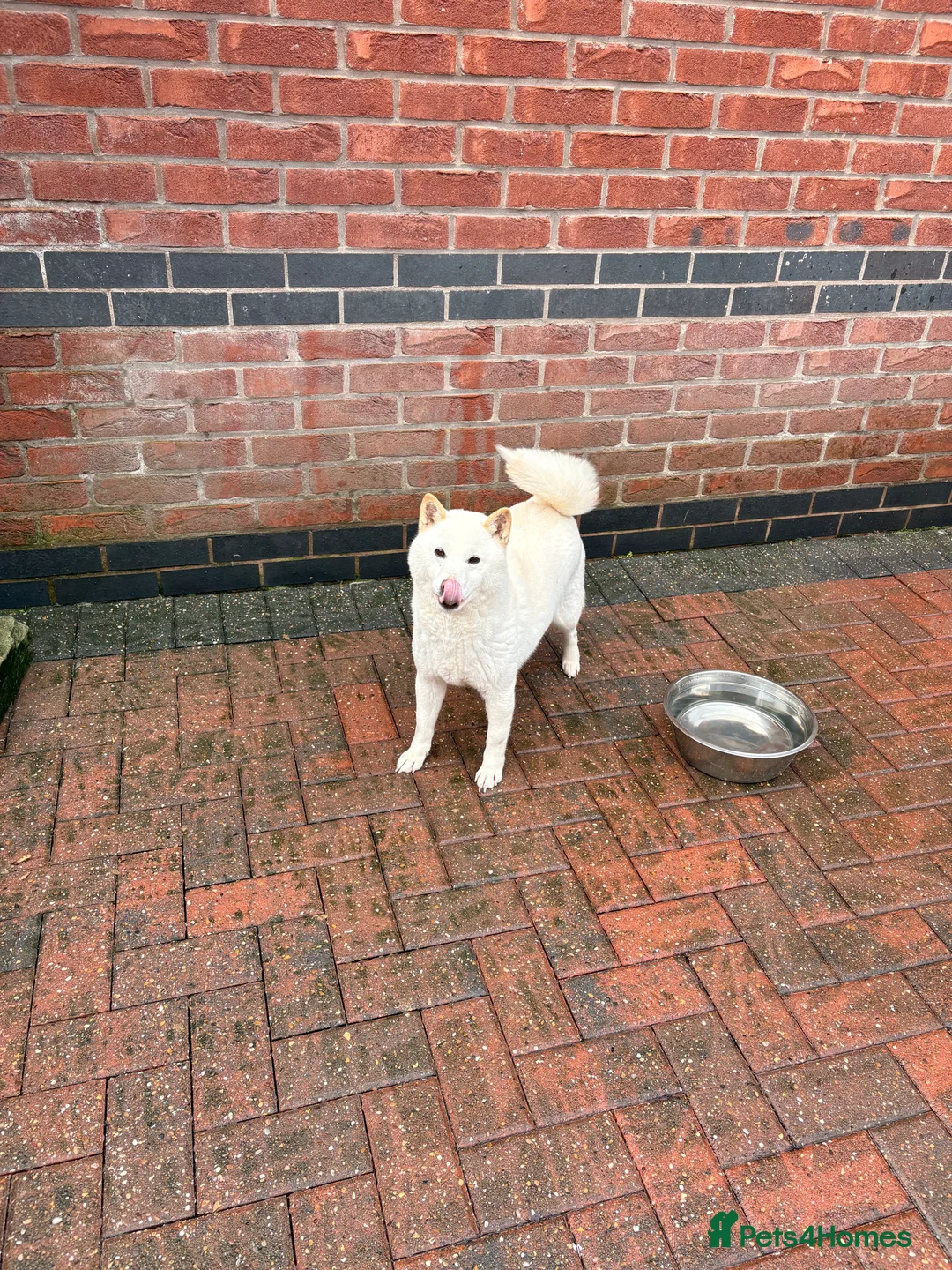 Japanese Shiba Inu dogs for sale: Japanese Shiba Inu - Advert 6