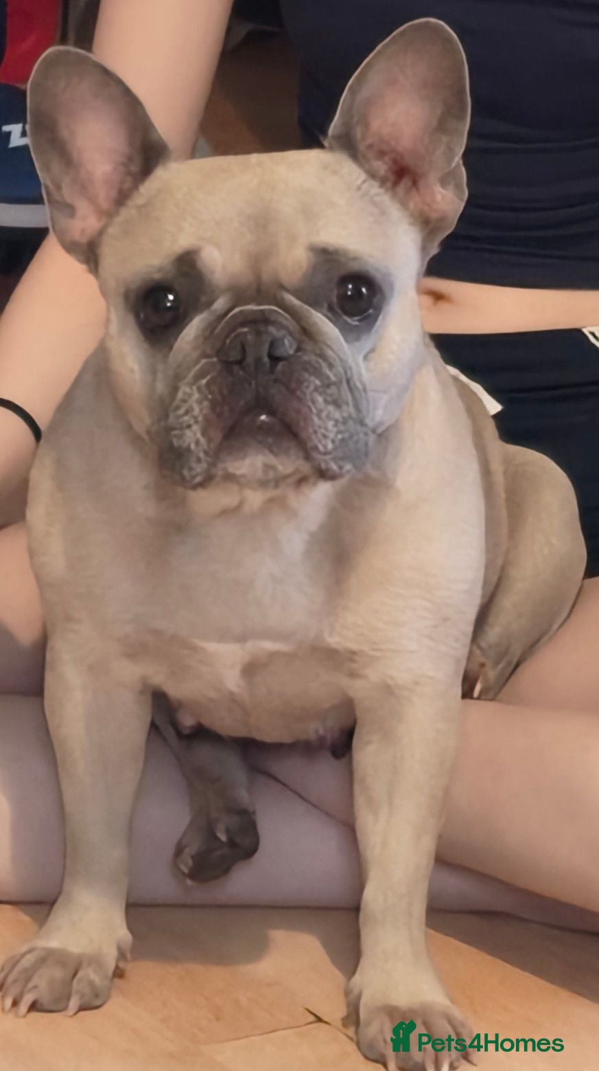 French Bulldog dogs Female french bulldog  - Advert 1