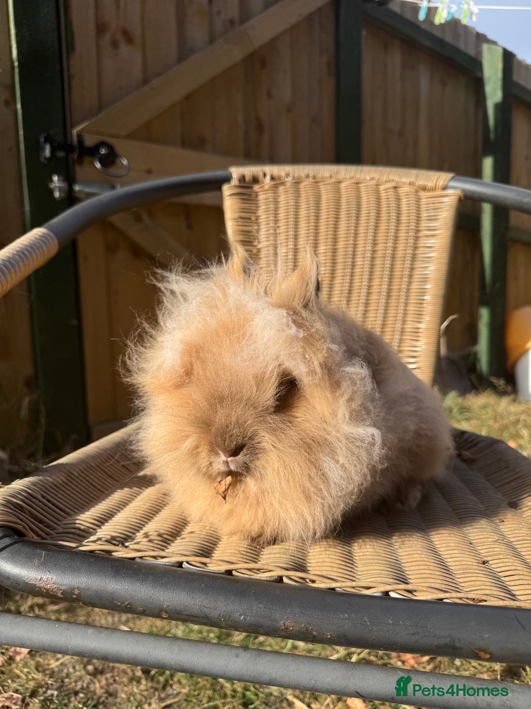Lionhead rabbits for sale: Pure bred double maned chocolate torte lionhead  - Image 4