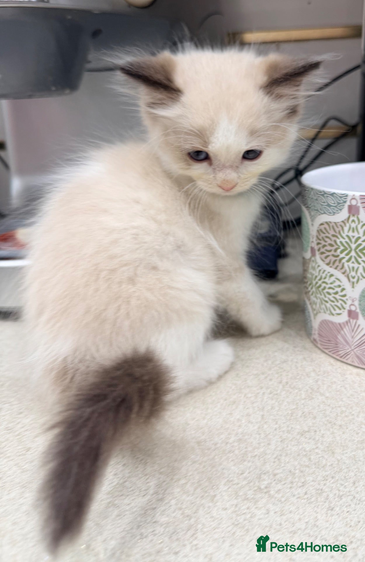 Ragdoll cats Purebred Ragdoll Kittens  - Advert 2