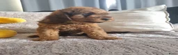 Saint Berdoodle dogs for sale: F1B SAINT BERNADOODLE - Advert 10