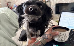Mixed Breed dogs for sale: Mixed spaniel  - Image 2