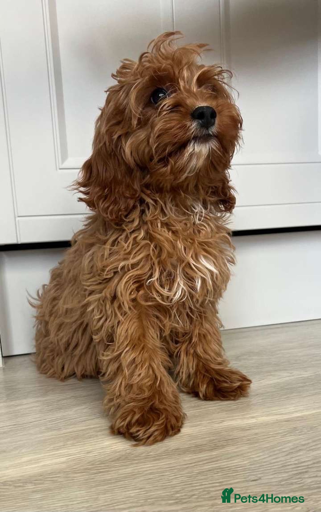 Cavapoo dogs for sale: Cavapoo - Image 8