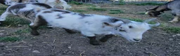 Goats livestock for sale: Male & Female Pygmy goats 16 weeks - Advert 6