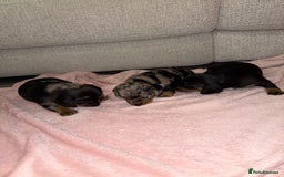 Dachshund dogs for sale: Female Merle and Female Black & Tan Dachshund  - Image 14