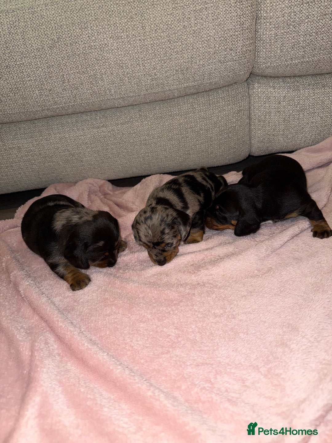 Dachshund dogs for sale: Female Merle and Female Black & Tan Dachshund  - Image 14