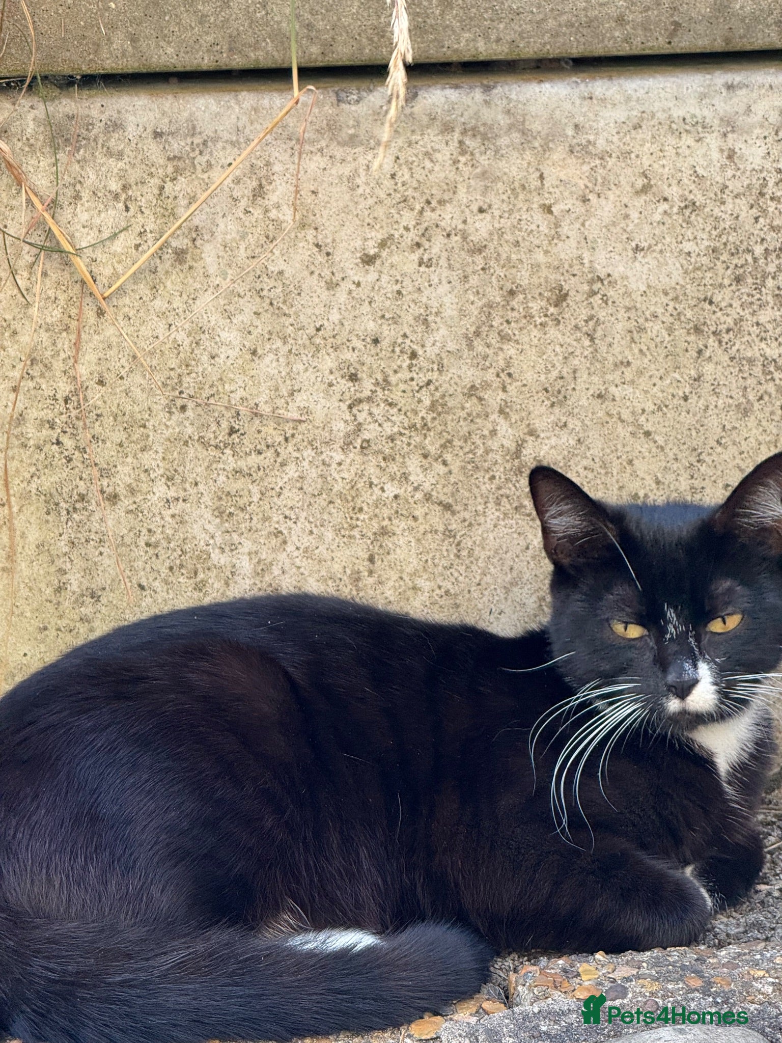 Mixed Breed cats Kittens for sale  - Advert 2
