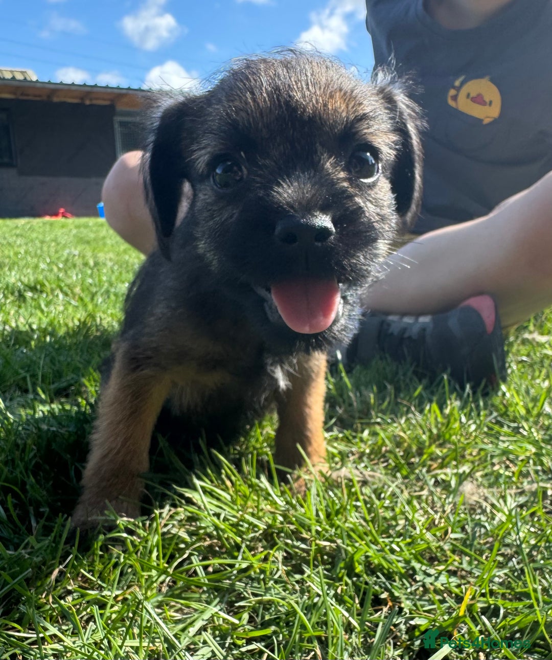 Border Terrier dogs for sale: Border terrier puppies for sale - Image 2