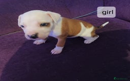 Staffordshire Bull Terrier dogs for sale: Puppi Staffordshire Bull terrier,white verry rare - Image 10