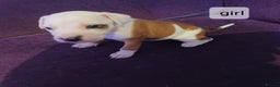 Staffordshire Bull Terrier dogs for sale: Puppi Staffordshire Bull terrier,white verry rare - Advert 10