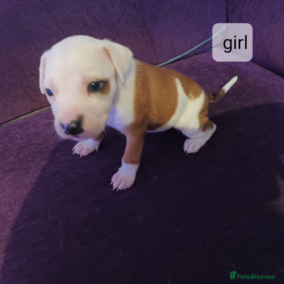 Staffordshire Bull Terrier dogs for sale: Puppi Staffordshire Bull terrier,white verry rare - Image 10