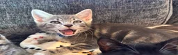 Mixed Breed cats for sale: Adorable kittens for sale  - Advert 17