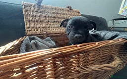 Staffordshire Bull Terrier dogs for sale: Blue and Black Staffordshire Bull Terriers - Image 16