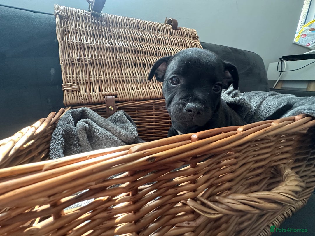 Staffordshire Bull Terrier dogs for sale: Blue and Black Staffordshire Bull Terriers - Image 16